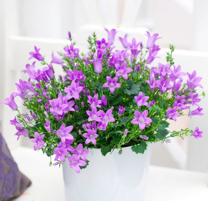 Кампанула (Campanula) | Клумба - интернет магазин цветов в Туле