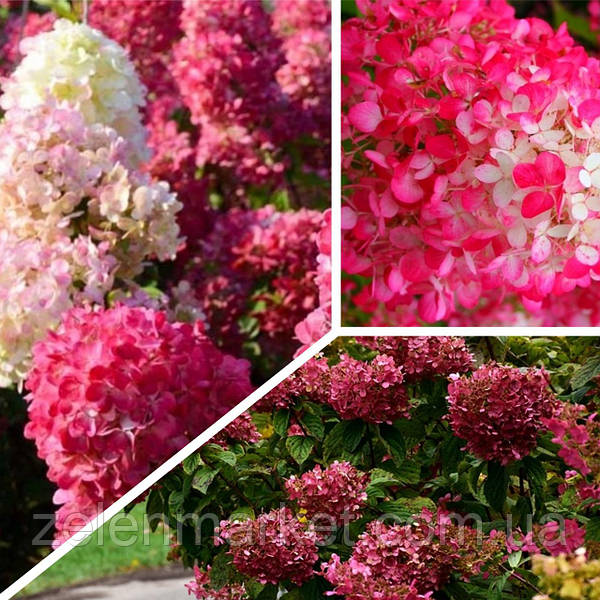 ᐉ Саженец гортензии метельчатая Hydrangea paniculata Diamant ...