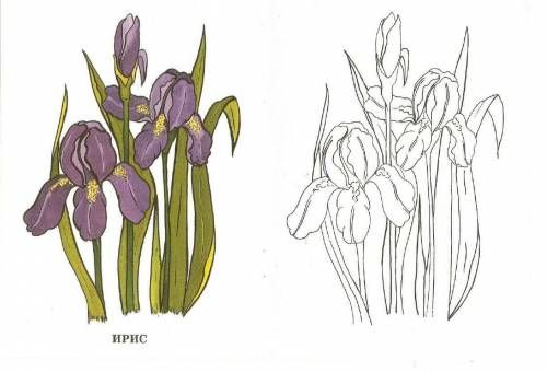 Как нарисовать ирис карандашом ✏