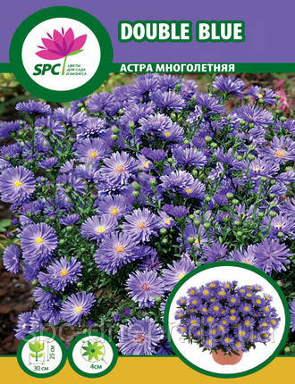 Астра многолетняя кустарниковая Дженни (Aster dumosus Jenny)