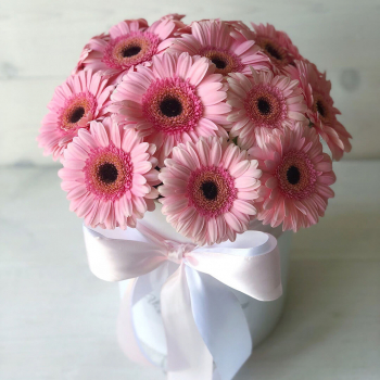 Dark Eye Gerbera- Light Pink | Skyline Flowers