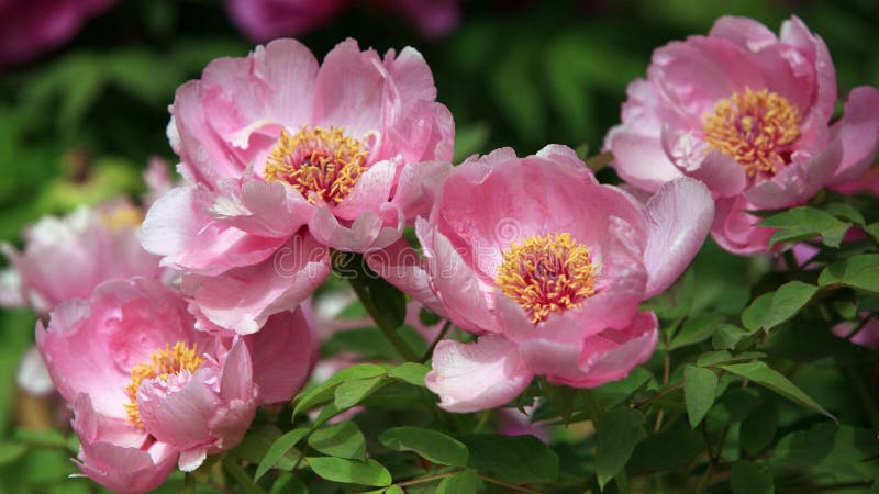 Realistic Pink Peony Flower Clipart And Images Eastern Zhou ...