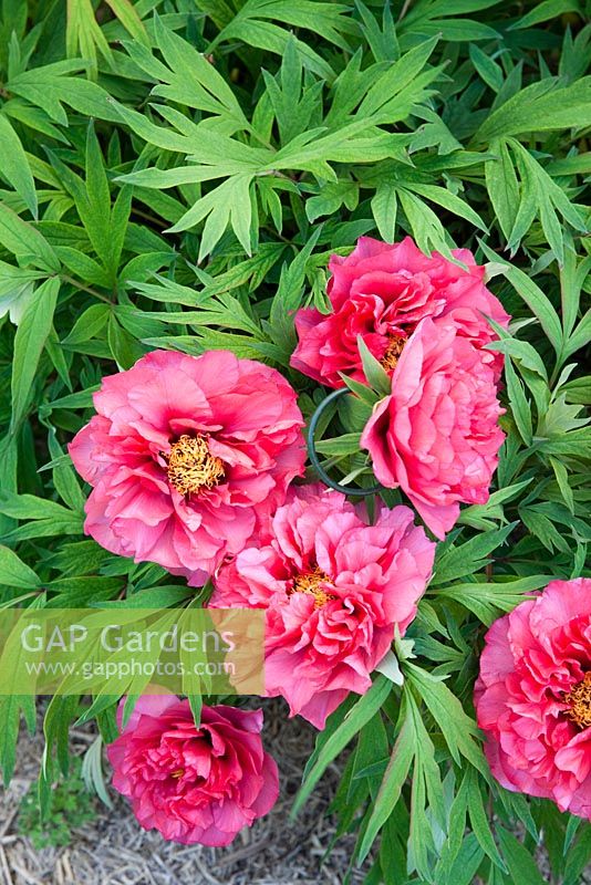 Flame Paeonia Lactiflora — стоковые ...