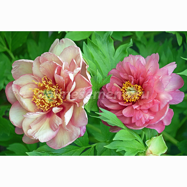 Paeonia Magical Mystery Tour