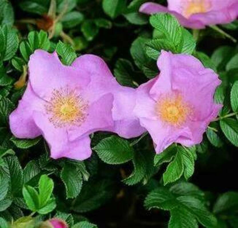 Роза морщинистая / Rosa Rugosa / Шиповник