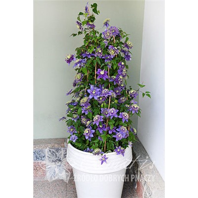 Clematis - 'TAIGA' - Clematis Vine - GrowJoy