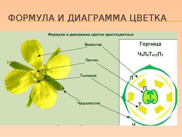 БиоМозг@bio_darvin #Ботаника@bio_darvin ...