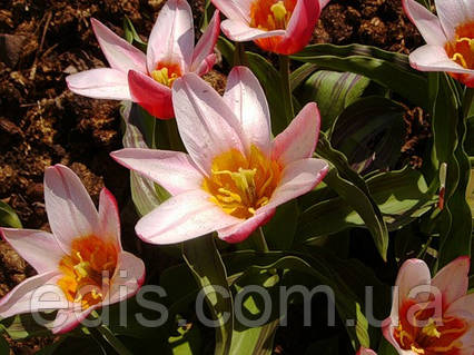 tulipa 'Heart's Delight' | Yougardener