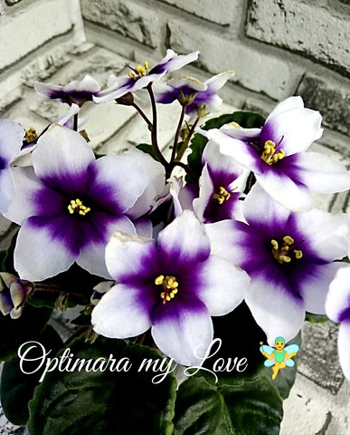 🌸🌸🌸 ПРОМЫШЛЕННЫЕ ФИАЛКИ . Optimara 🌸🌸🌸 ЧАСТЬ 2 «Фиалка ...