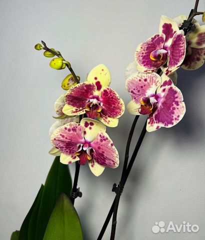 Квітуча Орхідея Phal. Exotic Punch ...