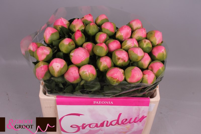 Пион сорта Салмон Шифон (Paeonia Salmon Chiffon) Стоковое ...