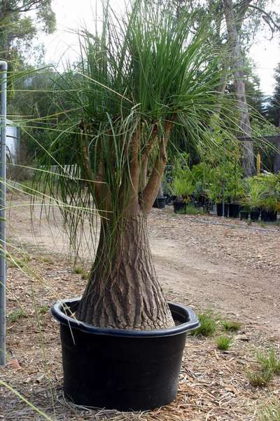 Adenium