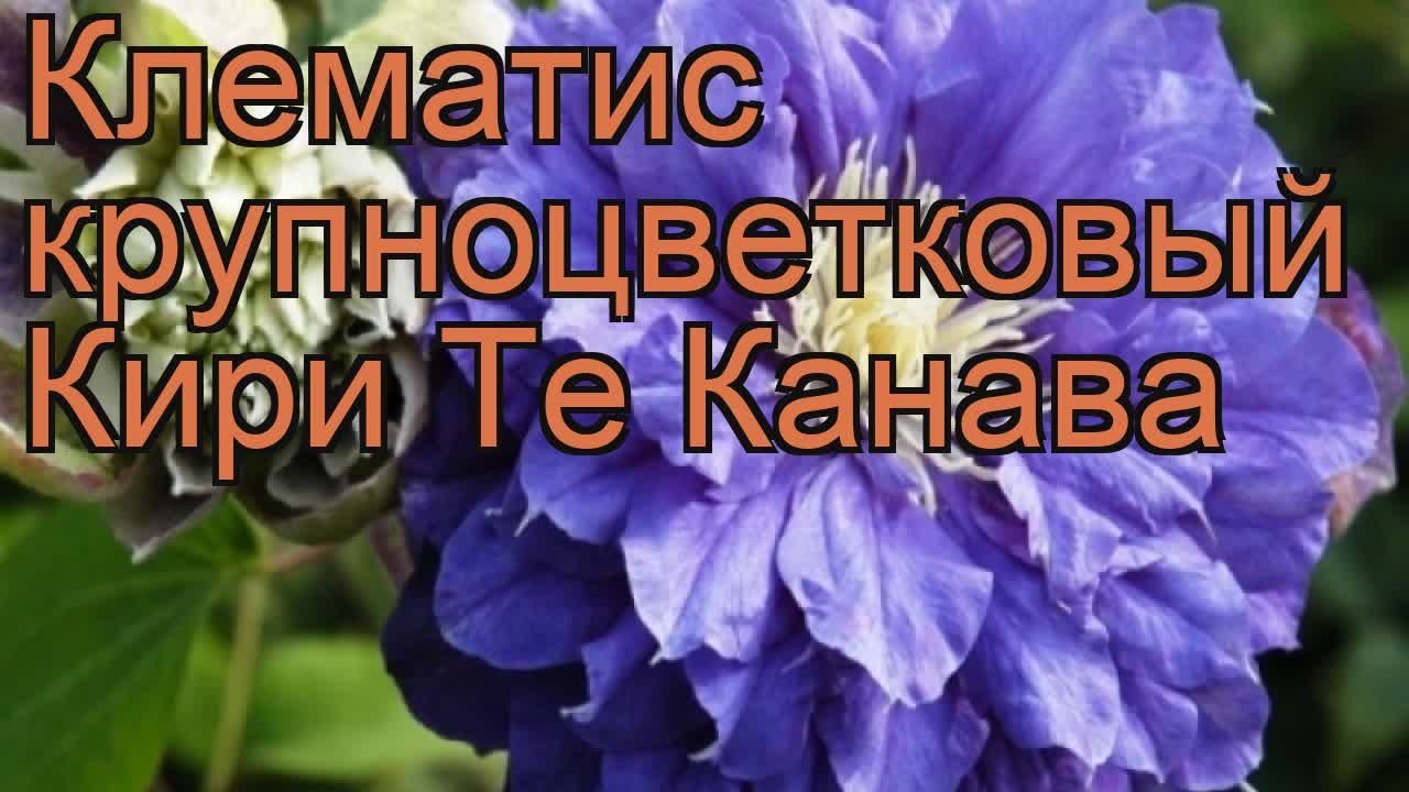 Клематис Кири Те Канава - Клематисы - Растения - Интернет ...