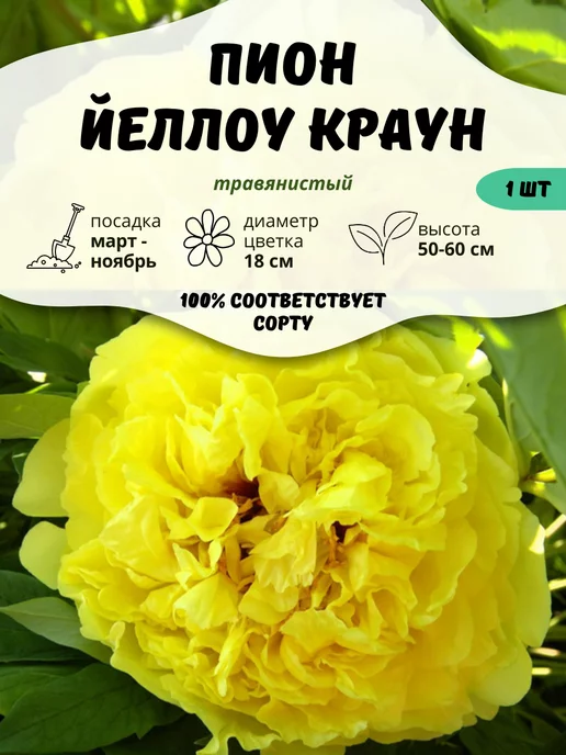 Paeonia 'Yellow Crown' - пионы, питомник растений Санкт ...