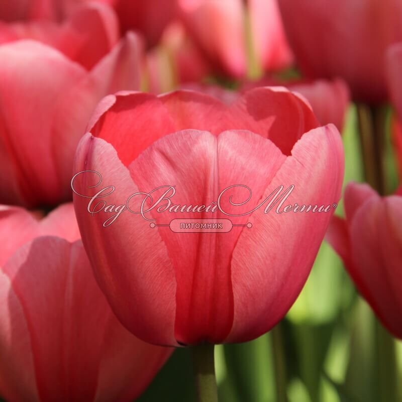 Tulipa 'Pink Impression' - 5 bulbs ...