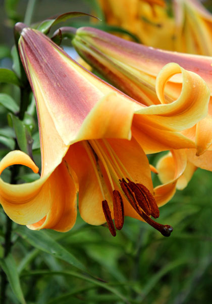 Файл:Lilium x African Queen.jpg ...