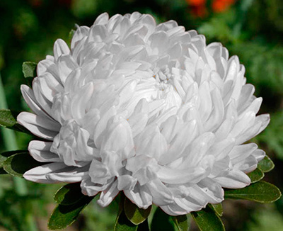 Астра вересковая (Aster ericoides `Snow Flurry`) - Астра ...