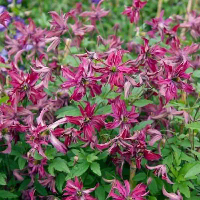 Clematis hexapetala ...