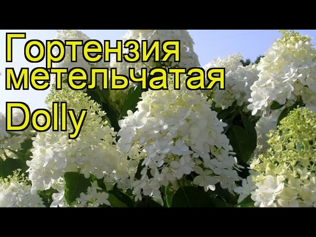 Гортензия метельчатая Долли (Dolly ...