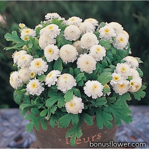 Пижма девичья махровая (Chrysanthemum Parthenium)