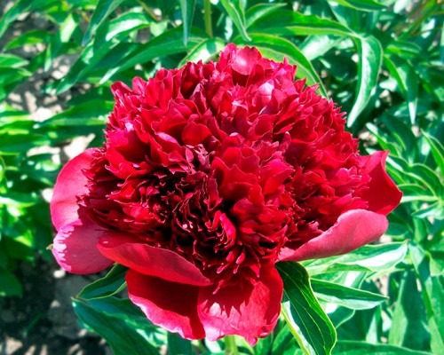 Paeonia 'Coral Charm' — Википедия