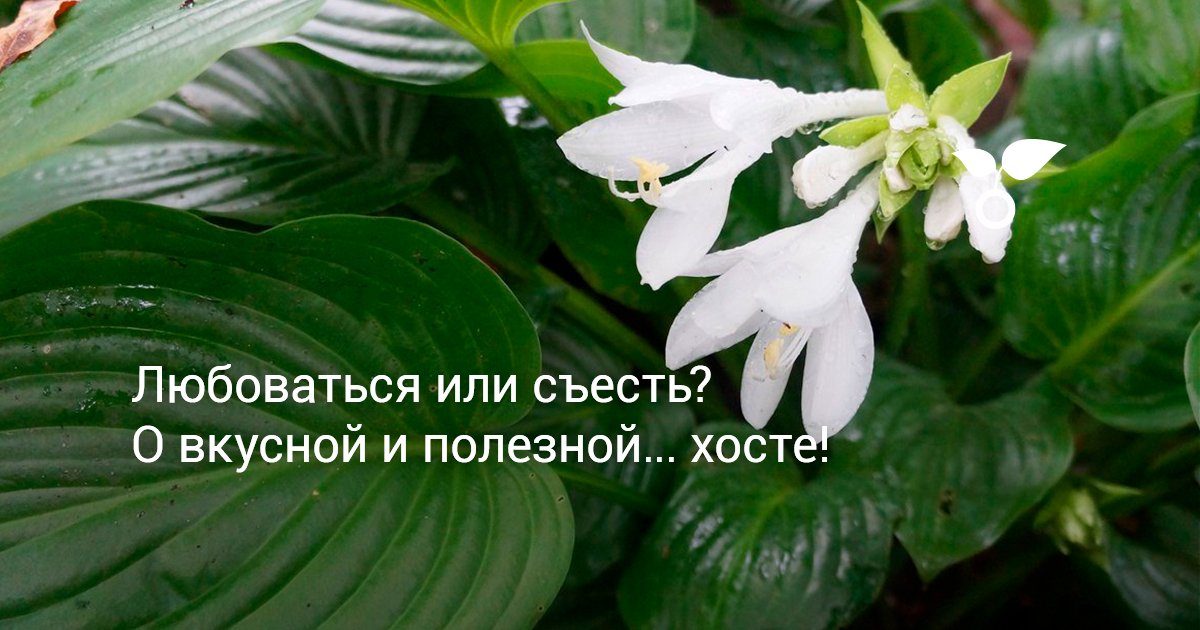 Хоста подорожниковая (plantaginea) - Интернет-магазин ...