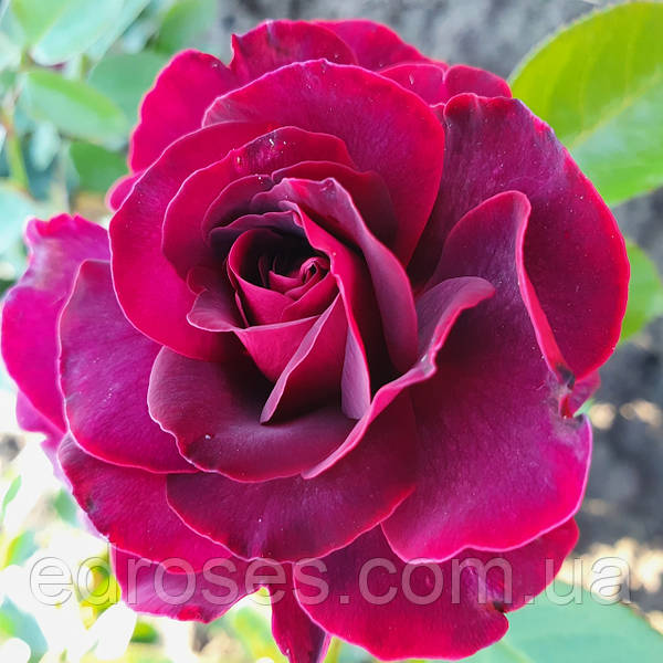 Rose hybrid tea Hommage ...