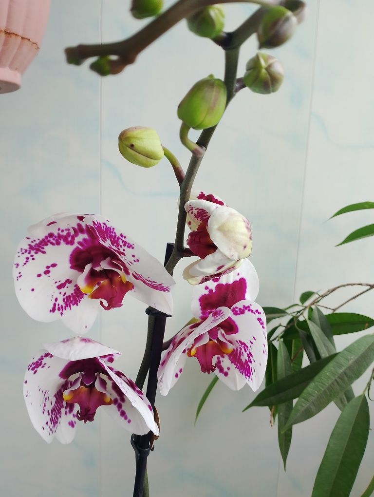 Орхидея Phalaenopsis Calypso