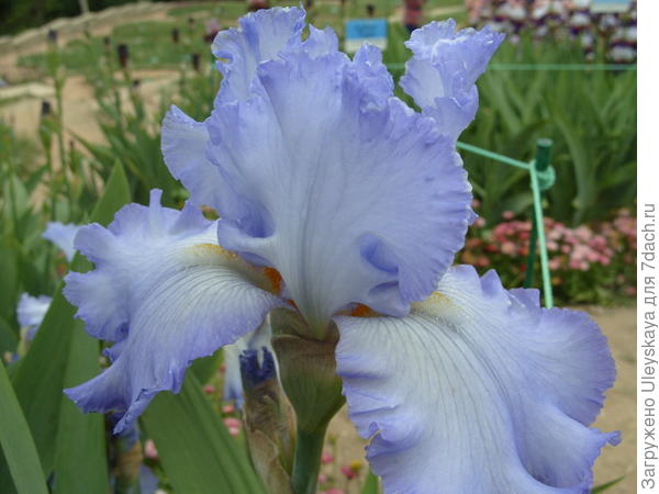 Ирис сетчатый (Iris reticulata) — описание, выращивание, фото ...