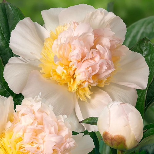 Paeonia 'Honey Gold'