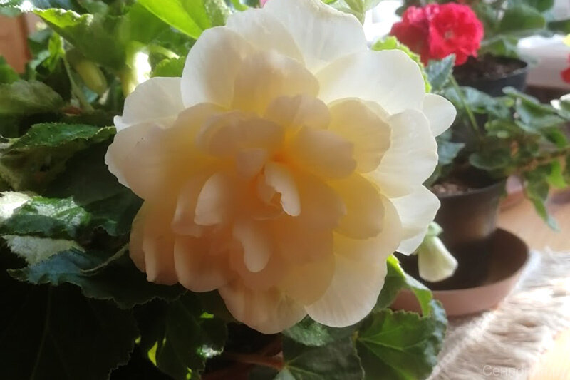 Begonia BELLECONIA Mango (K ...