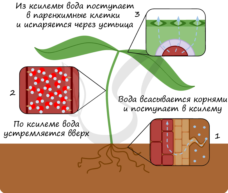 Классификация растений | «Отличник»