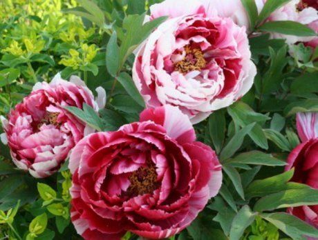 Пион Эндриен (Paeonia Adrienne) Цветок простой, двухрядный ...