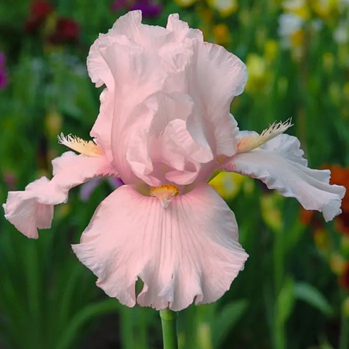 Iris sibirica 'Pink Haze' | Perennial Resource