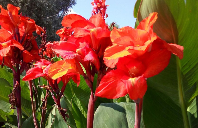 Канна(Canna). Описание, выращивание ...