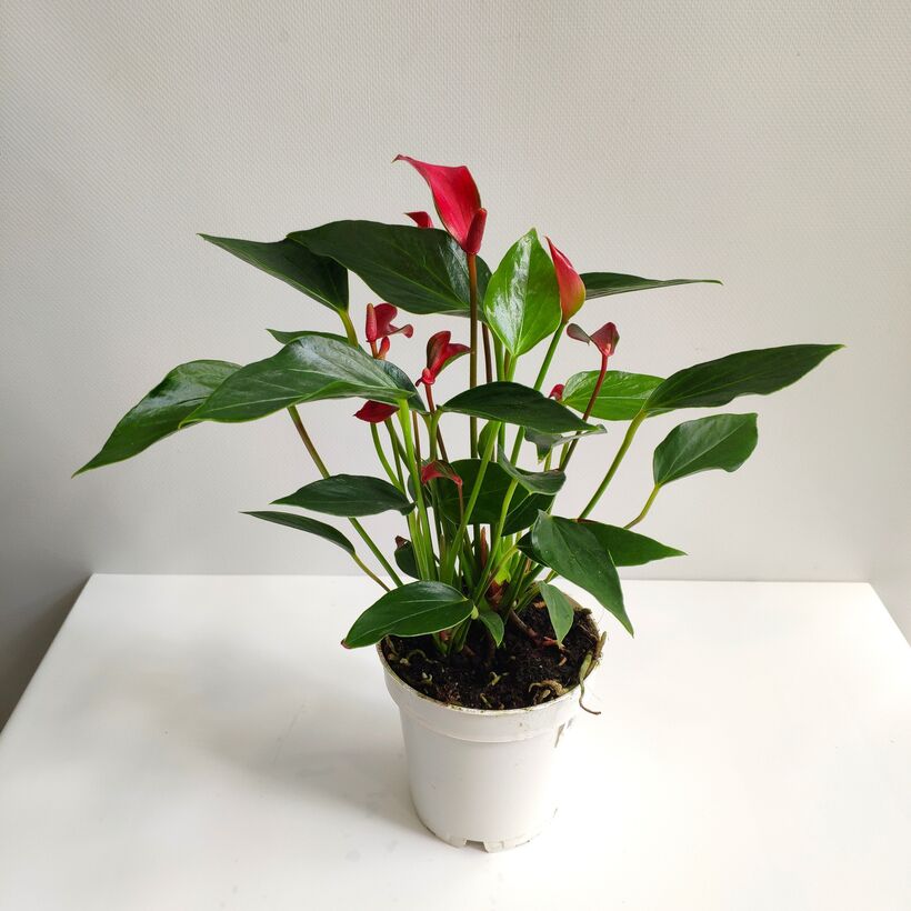 Anthurium 9.25 ...