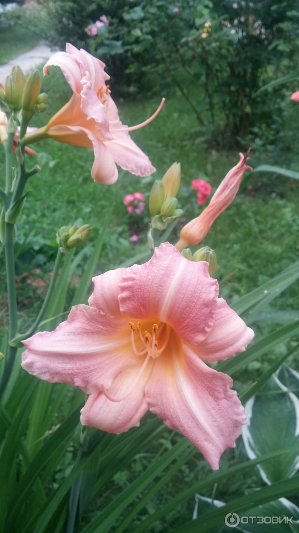 Лилейник / Красоднев / Hemerocallis ...