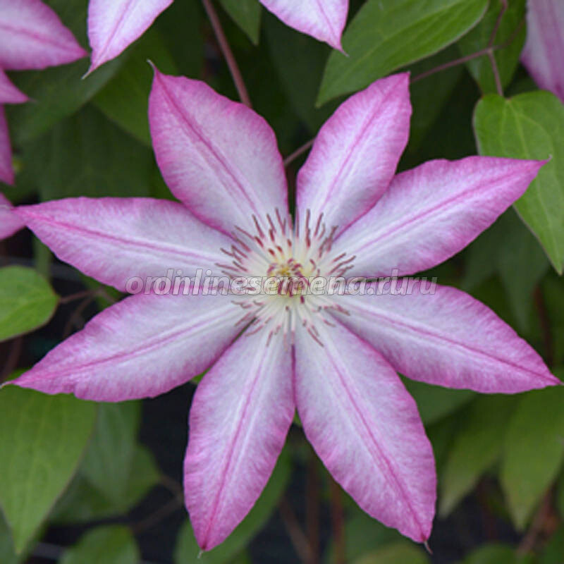 Clematis 'Tae' Powojnik