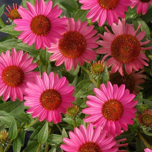 Plant Profile for Echinacea purpurea 'Magnus Superior ...