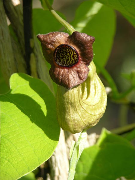 Кирказон маньчжурский (Aristolochia manshuriensis) - купить в ...