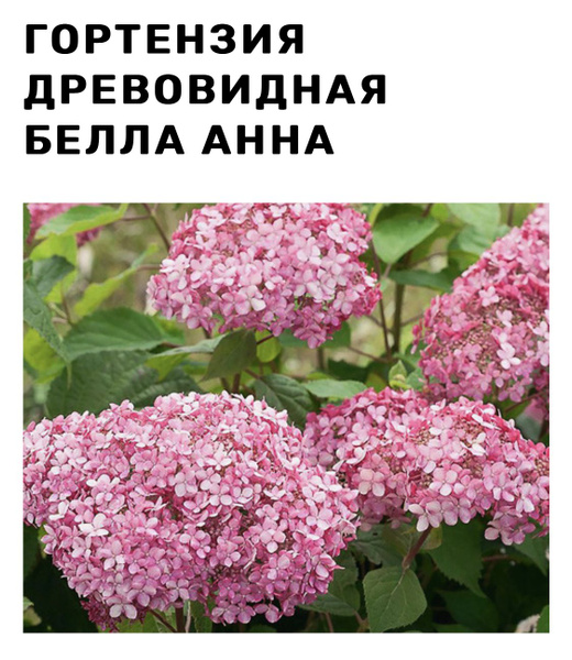 Гортензия древовидная Белла Анна ~ Hydrangea arborescens ...