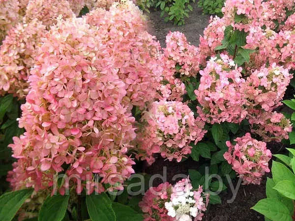 Гортензия метельчатая Геркулес / Hydrangea paniculata Hercules