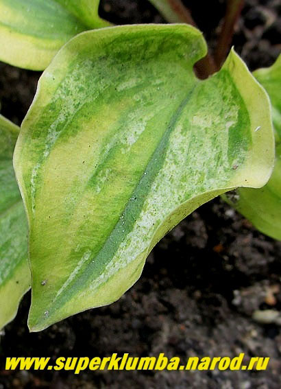 Hosta 'Smiling Mouse ...