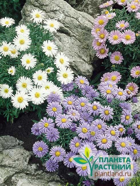 Астра альпийская aster alpinus красивые фиолетовые цветы с ...