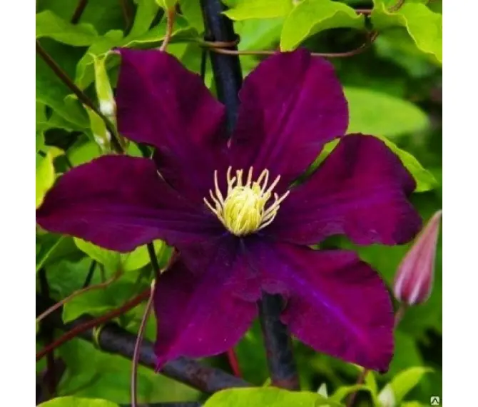 Clematis Warszawska Nike ...