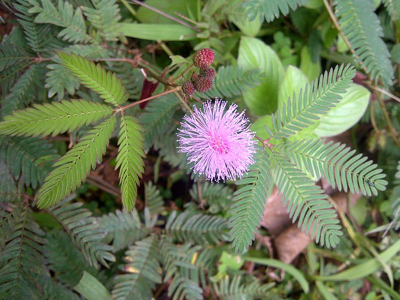 Мимоза (акация серебристая) (Acacia dealbata) купить в Украине