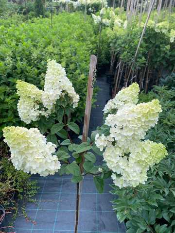 Hidrangea paniculata 