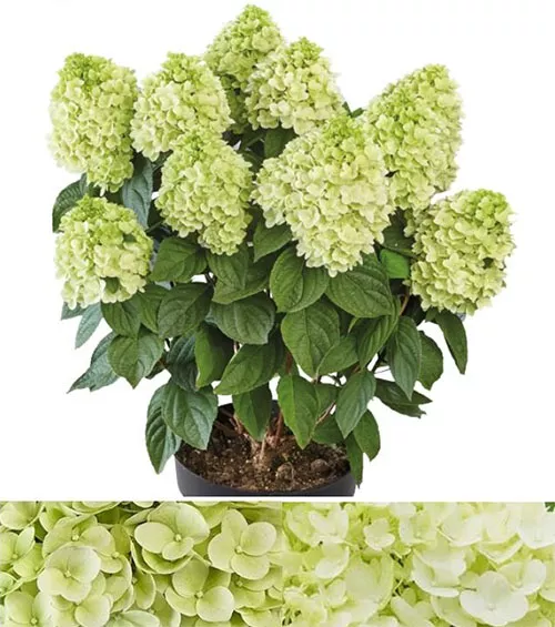 Гортензия метельчатая (Hydrangea paniculata Pantheon/HP220902 ...