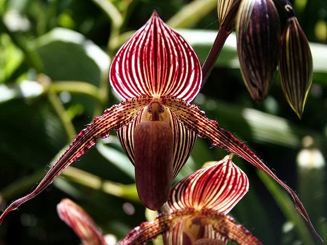 Phalaenopsis Golden Jaguar ...