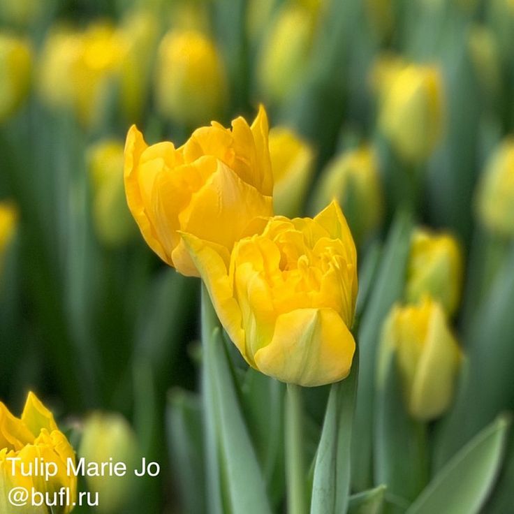 Marie jo tulip hi-res stock photography ...